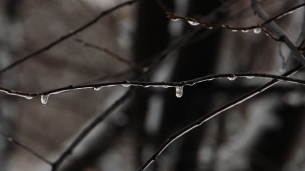 Kleine Eiszapfen auf den Ästen eines Baumes. Schnee mit Regen. — Stockvideo