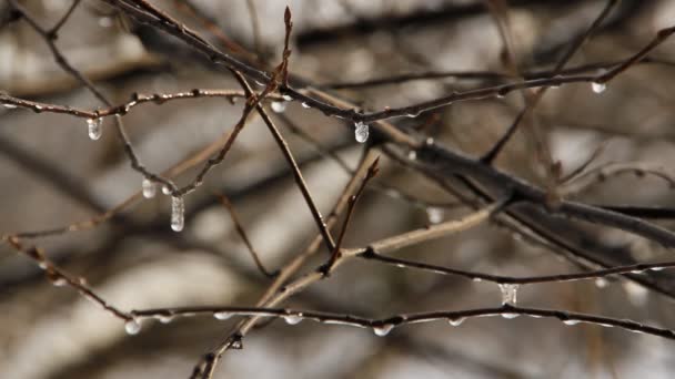 Gocce primavera. Piccoli ghiaccioli sui rami di un albero . — Video Stock