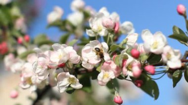 Bir elma ağacı çiçek. Bahar güneşli gün. Çiçekli ağaç bahar bir parkta.