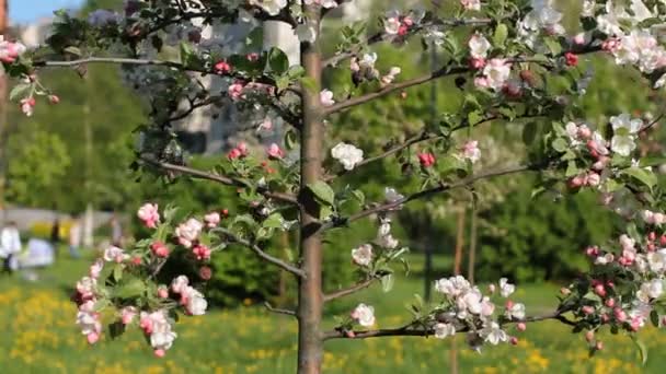 Blommande litet träd i en våren solig park. Våren humör. — Stockvideo