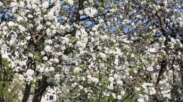 Appelboom, bezaaid met bloemen. — Stockvideo