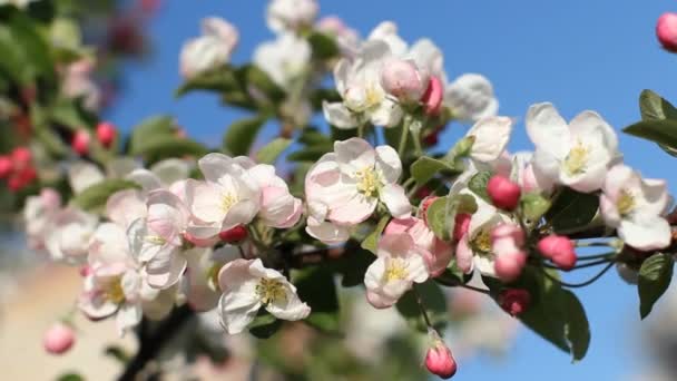 ดอกไม้สีขาวและสีชมพูบนต้นไม้ในสวนฤดูใบไม้ผลิ . — วีดีโอสต็อก