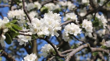  Çiçek açan ağaç. Beyaz çiçekler bahar parkta bir ağaçta. Bahar bahçe. Bahar ruh hali.