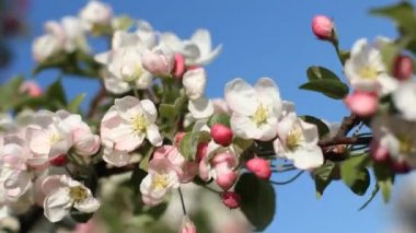  Çiçek açan ağaç parlak güneş ışığı altında. Bir ağaç bahar beyaz-pembe çiçekler.