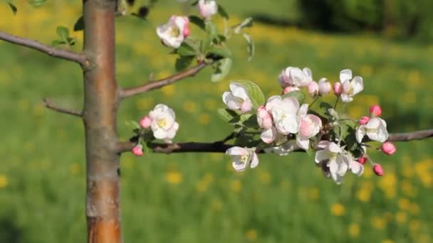 Våren humör. Apple tree blommor, ett litet träd i vinden. — Stockvideo