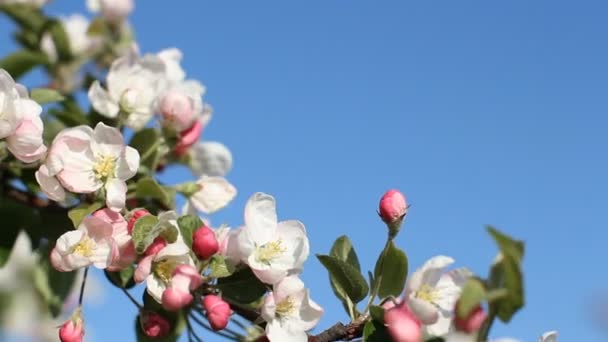 Blommande äppelträd i starkt solljus. Vit-rosa blommor på ett träd på våren. — Stockvideo