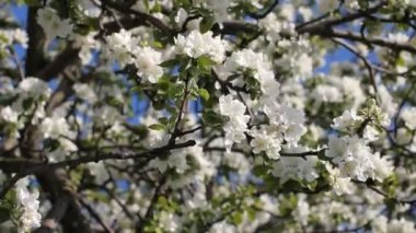 Bahar elma bahçesi iyi güneşli havalarda.