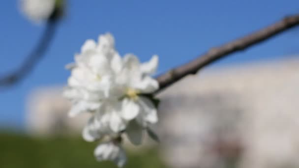 Flores blancas en un árbol en Spring Park. Primavera día soleado . — Vídeo de stock