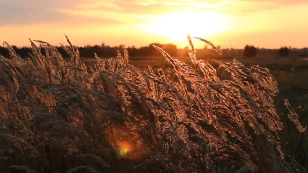 Gouden gras in de stralen van de ondergaande zon. — Stockvideo