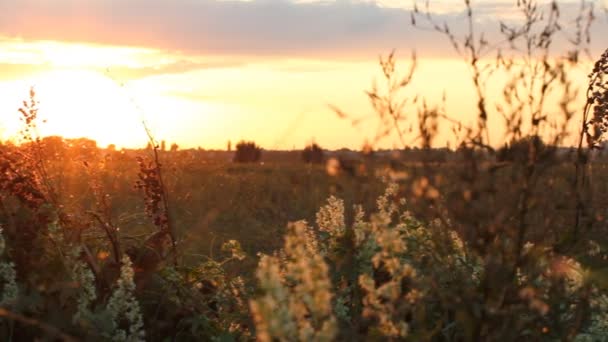 Country landscape - beautiful sunset in the summer field. — Stock Video