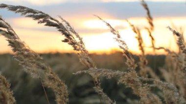 Tarlada güzel bir gün batımı. 