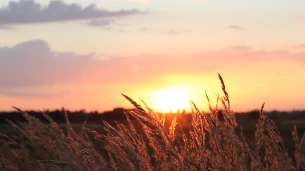 Pôr do sol no campo de verão . — Vídeo de Stock