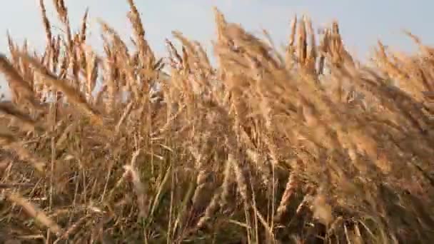 Летний пейзаж - сухая трава в поле в августе . — стоковое видео