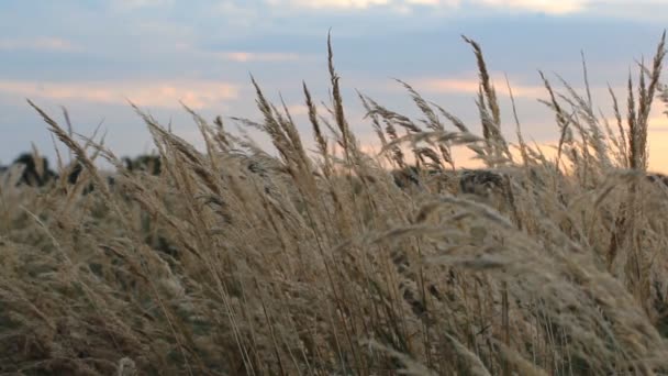Spikes dry grass against the setting sun. — Stock Video
