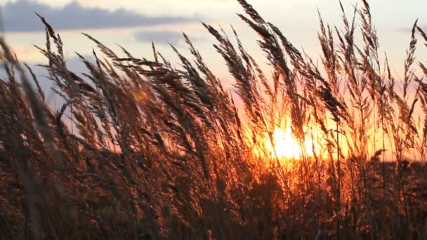 Prachtig uitzicht - zonsondergang in de zomer. Gouden gras in de stralen van de zon van de dageraad. — Stockvideo