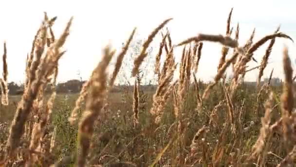 Ländliche Landschaft - trockenes Gras auf einer Wiese. sonniger Tag im Sommer. — Stockvideo