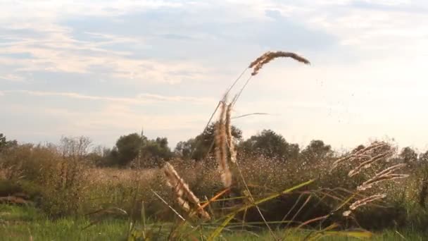 Paisagem de verão - campo de grama no verão . — Vídeo de Stock