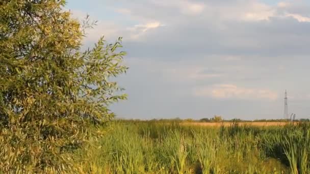 Літній пейзаж - верба і очерет на березі річки . — стокове відео