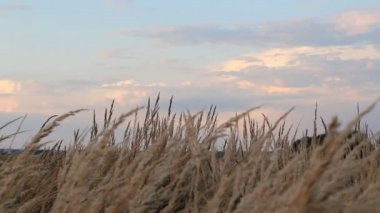 Kuru ot bir çayırda bir arka plan üzerinde güzel pembe ve mor bulutlar.