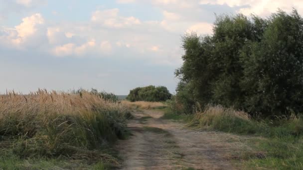 Yaz manzara. Yaz alanında ülkede yol. Kırsal kesimde güneşli gün. — Stok video