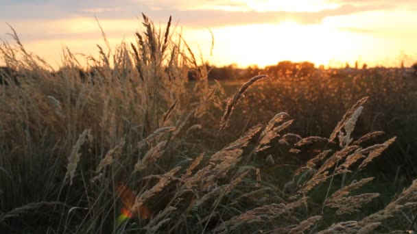 Krajobrazu wiejskiego - pole trawa o zachodzie słońca. Wschód Słońca w lecie. — Wideo stockowe