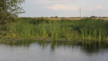 Yaz manzara - yaz aylarında nehir. Rüzgar Şehir dışında bir Nehri yakınında sazlık çalılıkları.
