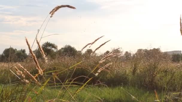 Paisaje de verano - tallos de hierba en el campo . — Vídeos de Stock
