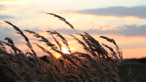 乾いた草の黄金の耳の背景に美しいピンクと灰色の雲. — ストック動画