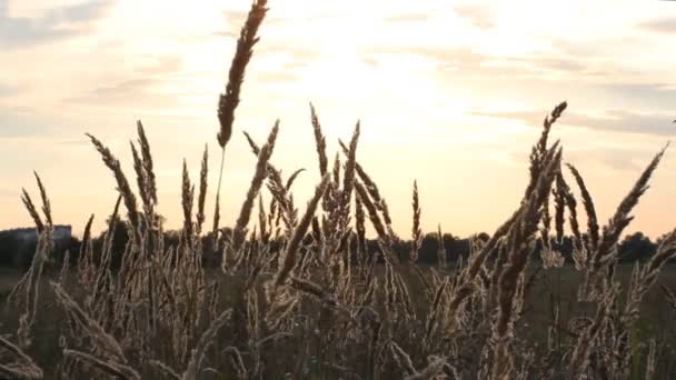 Letní krajina - stébla trávy v poli. — Stock video