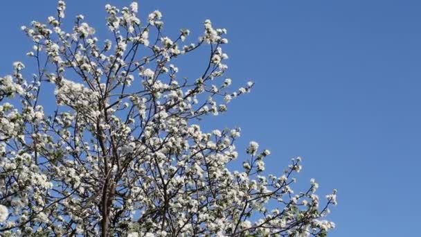 Blühende Äste von Apfelbäumen gegen den blauen Himmel. — Stockvideo