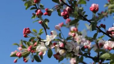 Bahar ruh, elma ağacı çiçek açan. 