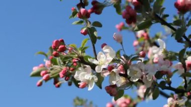 Parlak beyaz ve pembe tomurcukları ve çiçekler parlak mavi gökyüzü karşı ağaç üzerinde.