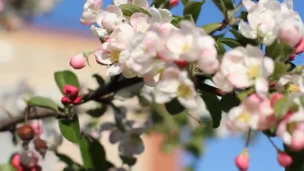 Bahar, güneşli bir gün, gelişen bir bahçe. Bir elma ağacı çiçekli zaman beyaz-pembe çiçekler. — Stok video