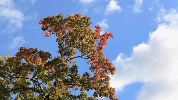 Podzimní strom s červenými a oranžovými listy na pozadí jasně modrá obloha a mraky. — Stock video