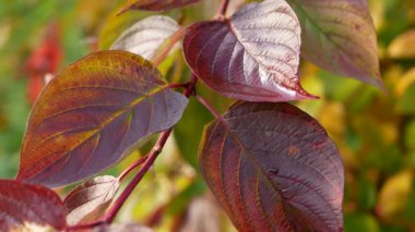 Sonbahar manzarası. Ağaçtaki yapraklar şehir parkının arka planında. Sonbahar ormanında güneşli bir gün.