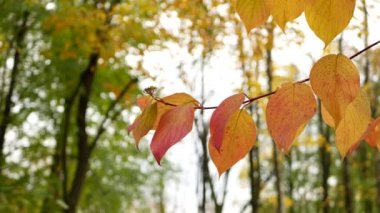 Sonbahar manzarası. Ağaçtaki yapraklar şehir parkının arka planında. Sonbahar ormanında güneşli bir gün.