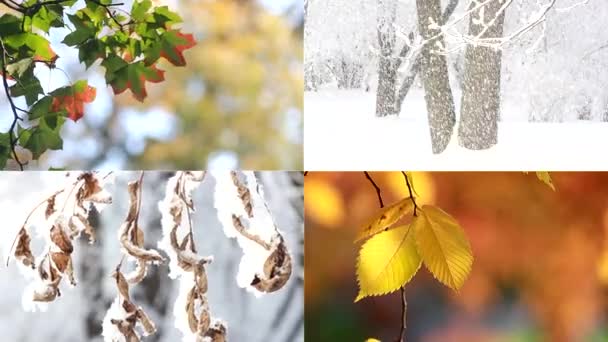 Årstider Collage Med Udsigt Efterår Vinter Natur Golden Efterår Farverige – Stock-video