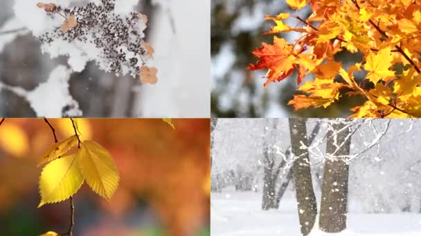 Пори Року Колаж Видами Осінньої Зимової Природи Золота Осінь Барвисте — стокове відео
