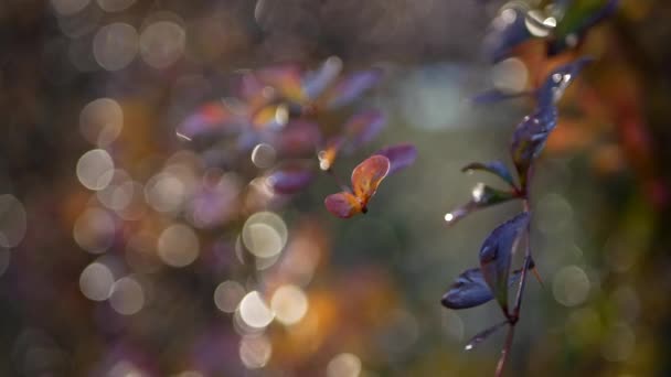 摘要背景 秋天公园树上五彩斑斓的叶子 雨点落在森林的灌木丛中 明亮的彩虹背景 — 图库视频影像