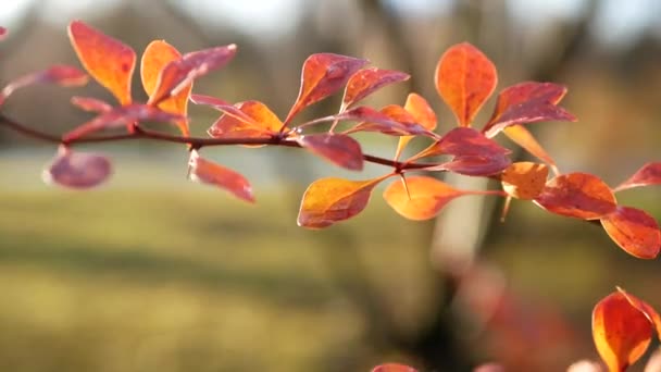 秋天的风景 秋天公园里树上五彩斑斓的叶子 雨点落在森林的灌木丛中 明亮的彩虹背景 — 图库视频影像