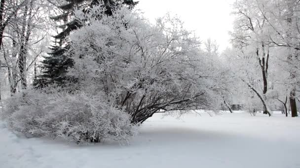 冬の風景 美しい木々に覆われた雪に覆われた公園 霜で覆われています クリスマスの写真 冬の森 おとぎ話の公園の晴れた日 — ストック動画