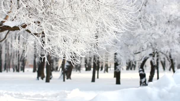 Χειμερινό Τοπίο Ένα Πάρκο Καλυμμένο Χιόνι Όμορφα Δέντρα Καλυμμένο Παγετό — Αρχείο Βίντεο