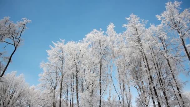 Paisagem Inverno Parque Coberto Neve Com Belas Árvores Coberto Com — Vídeo de Stock