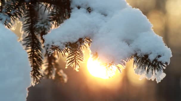 Bosque Invierno Nieve Esponjosa Las Ramas Los Árboles Coníferas Puesta — Vídeo de stock