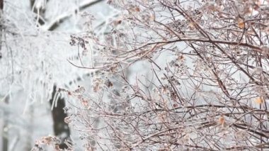 Kış manzarası. Güzel ağaçlarla kaplı karla kaplı bir park. Ağaç donuyla kaplı. Bir Noel resmi - bir kış ormanı, bir peri masalı parkında güneşli bir gün.