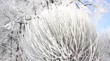 Kış manzarası. Güzel ağaçlarla kaplı karla kaplı bir park. Ağaç donuyla kaplı. Bir Noel resmi - bir kış ormanı, bir peri masalı parkında güneşli bir gün.