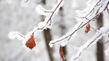 Kış manzarası. Güzel ağaçlarla kaplı karla kaplı bir park. Ağaç donuyla kaplı. Bir Noel resmi - bir kış ormanı, bir peri masalı parkında güneşli bir gün.