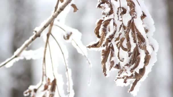 서리로 아름다운 나무들로 눈덮인 크리스마스 공원의 — 비디오