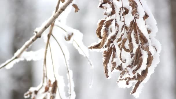 Paisagem Inverno Parque Coberto Neve Com Belas Árvores Coberto Com — Vídeo de Stock