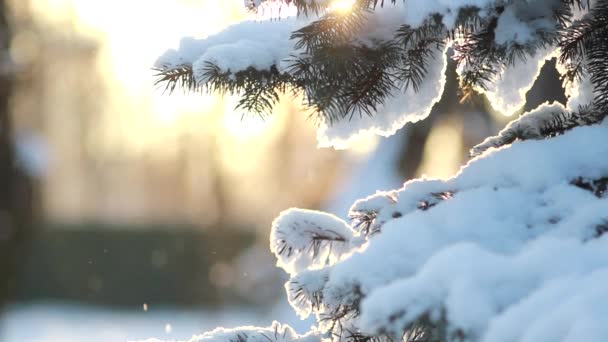 Χειμερινό Δάσος Χνουδωτό Χιόνι Στα Κλαδιά Κωνοφόρων Δέντρων Ηλιοβασίλεμα Στο — Αρχείο Βίντεο